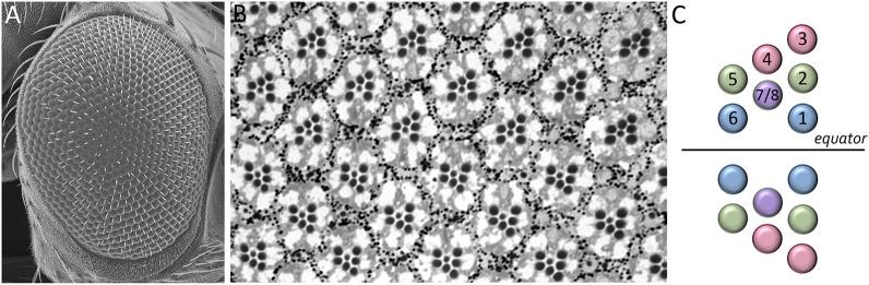 https://cdn.ncbi.nlm.nih.gov/pmc/blobs/640a/10117938/d011d8cd4c8f/fcell-11-1151348-g005.jpg
