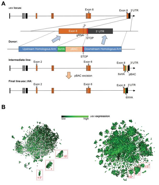 https://cdn.ncbi.nlm.nih.gov/pmc/blobs/640a/7843133/038d42260daa/elife-61339-fig3-figsupp1.jpg