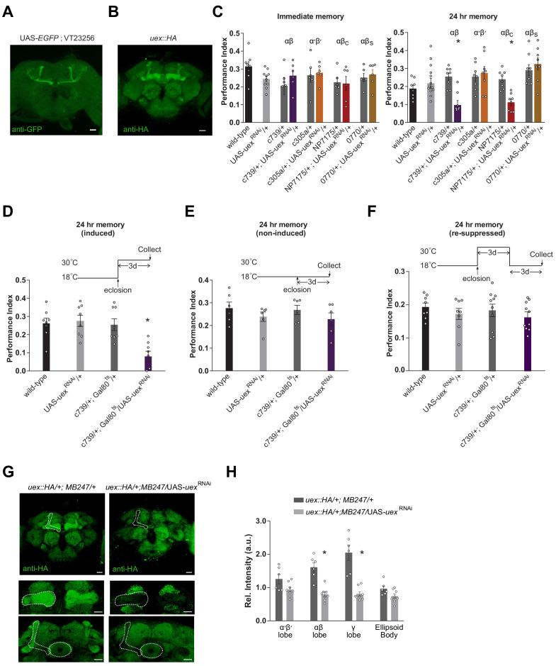 https://cdn.ncbi.nlm.nih.gov/pmc/blobs/640a/7843133/2f6e37397908/elife-61339-fig3.jpg