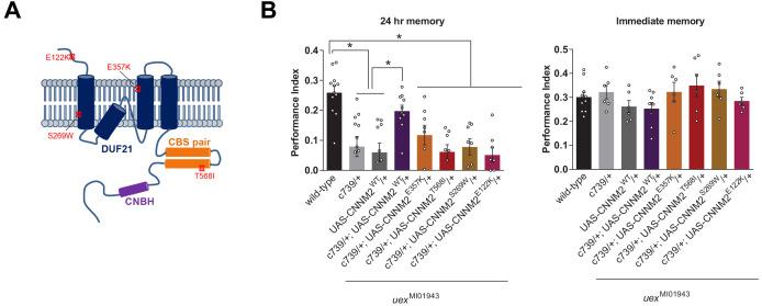 https://cdn.ncbi.nlm.nih.gov/pmc/blobs/640a/7843133/5b15869d8b63/elife-61339-fig5.jpg