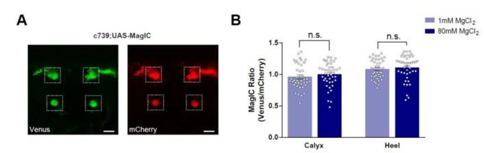 https://cdn.ncbi.nlm.nih.gov/pmc/blobs/640a/7843133/cdd5c61a2354/elife-61339-resp-fig1.jpg