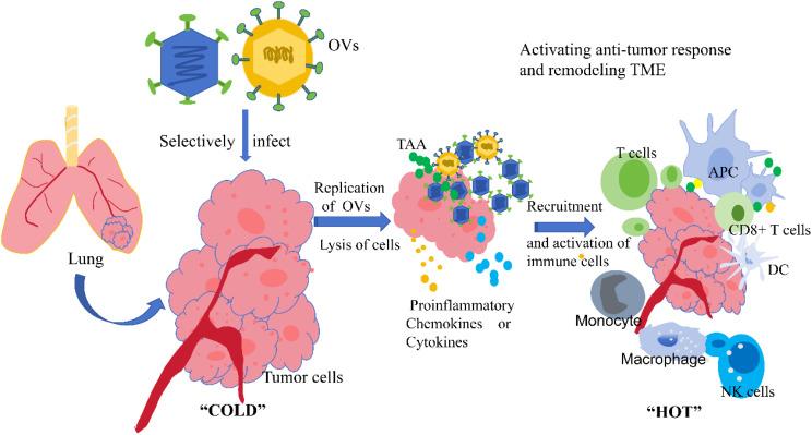 https://cdn.ncbi.nlm.nih.gov/pmc/blobs/640b/12003109/56bcc32c2cb4/fonc-15-1524079-g001.jpg