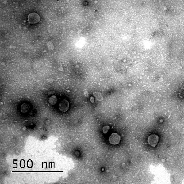 https://cdn.ncbi.nlm.nih.gov/pmc/blobs/6410/3706832/2a3a381ef696/scrt215-11.jpg