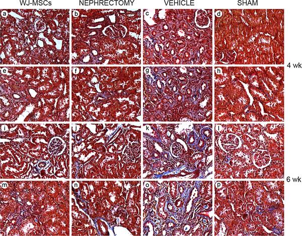 https://cdn.ncbi.nlm.nih.gov/pmc/blobs/6410/3706832/42b59a308993/scrt215-1.jpg