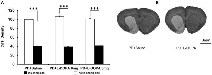 https://cdn.ncbi.nlm.nih.gov/pmc/blobs/6413/4183109/1fe7146f3ceb/fnbeh-08-00331-g0006.jpg