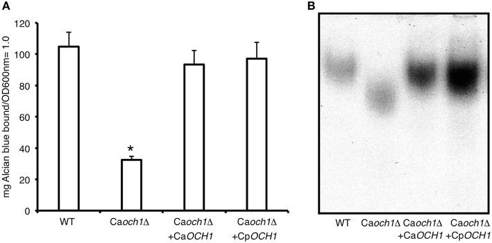 https://cdn.ncbi.nlm.nih.gov/pmc/blobs/6414/4781877/2c0e9ec7330a/fmicb-07-00306-g0001.jpg