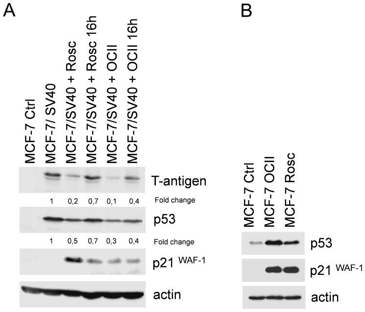 https://cdn.ncbi.nlm.nih.gov/pmc/blobs/6419/3931720/aac13980df7e/pone.0089228.g002.jpg