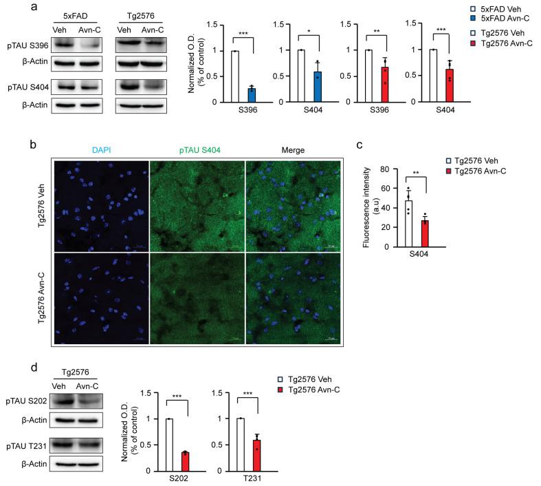 https://cdn.ncbi.nlm.nih.gov/pmc/blobs/641b/12154218/7d01b8f84b9e/cells-14-00826-g003.jpg