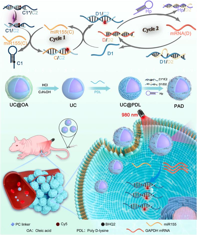 https://cdn.ncbi.nlm.nih.gov/pmc/blobs/641b/12396463/165c5a593ee4/sc1.jpg