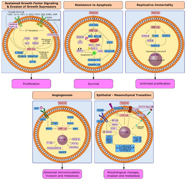 https://cdn.ncbi.nlm.nih.gov/pmc/blobs/641d/9179860/e4e3fcfc5d8c/cancers-14-02711-g003.jpg