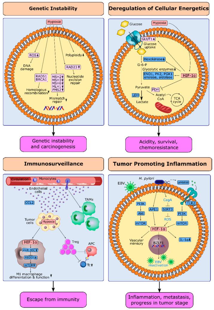 https://cdn.ncbi.nlm.nih.gov/pmc/blobs/641d/9179860/e53daf32a6bd/cancers-14-02711-g004.jpg