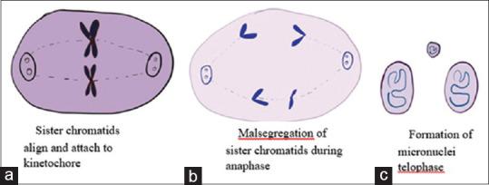 https://cdn.ncbi.nlm.nih.gov/pmc/blobs/641f/10810081/694965991709/JCytol-41-28-g003.jpg