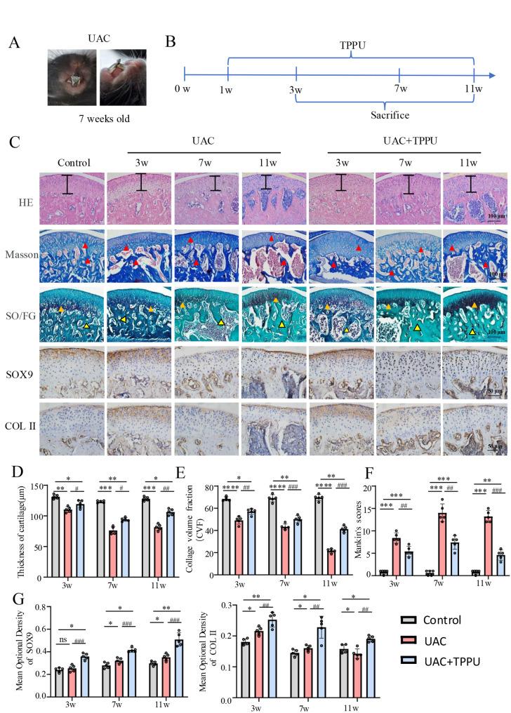 https://cdn.ncbi.nlm.nih.gov/pmc/blobs/6423/12395874/10fa72d9625c/12967_2025_7003_Fig1_HTML.jpg