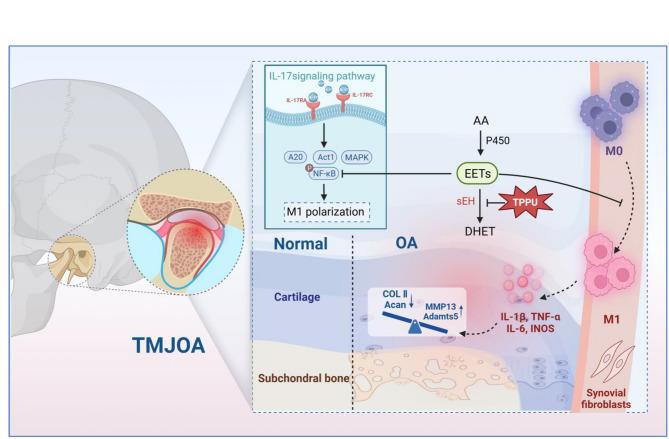 https://cdn.ncbi.nlm.nih.gov/pmc/blobs/6423/12395874/deb3d7ee603b/12967_2025_7003_Fig8_HTML.jpg
