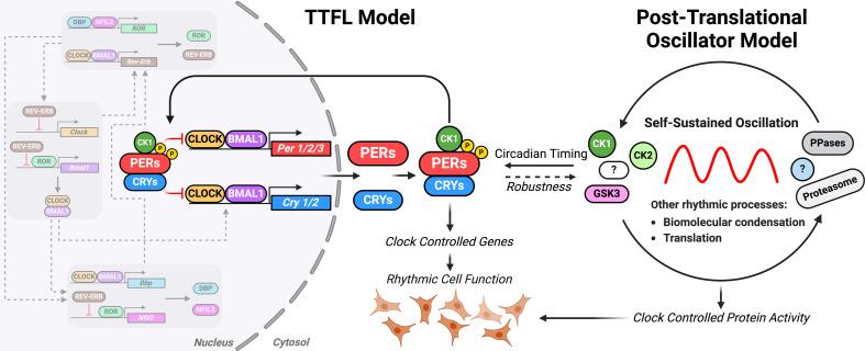 https://cdn.ncbi.nlm.nih.gov/pmc/blobs/6427/11753889/5d20d5ca5bf5/rstb.2023.0483.f001.jpg