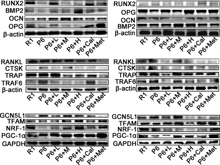 https://cdn.ncbi.nlm.nih.gov/pmc/blobs/6429/11576941/211045d6b58e/mmcfigs5.jpg