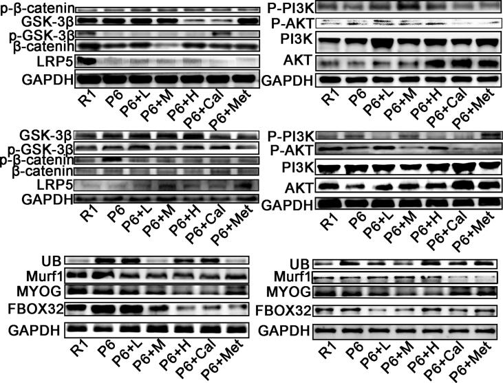 https://cdn.ncbi.nlm.nih.gov/pmc/blobs/6429/11576941/e9ab9c6082e6/mmcfigs4.jpg