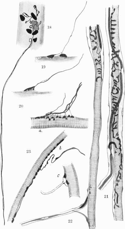 https://cdn.ncbi.nlm.nih.gov/pmc/blobs/642a/1248936/e3518eb46d32/janat00552-0045-b.jpg