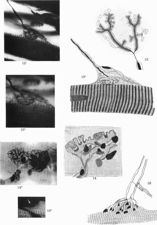 https://cdn.ncbi.nlm.nih.gov/pmc/blobs/642a/1248936/e91472d3706d/janat00552-0044-a.jpg