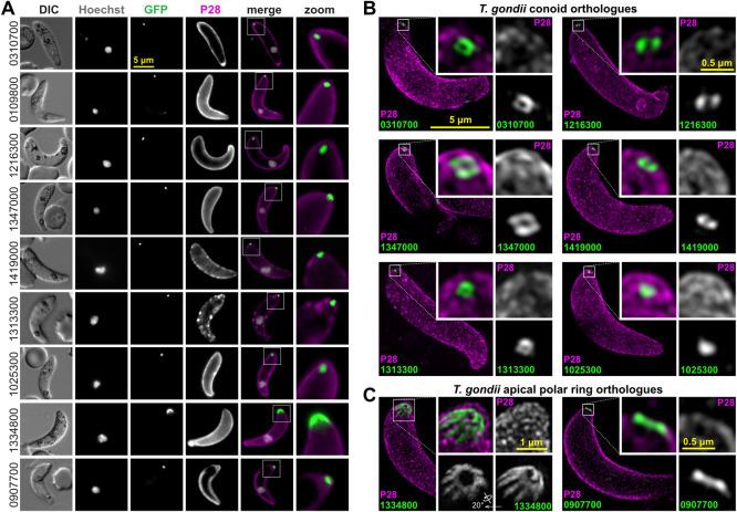 https://cdn.ncbi.nlm.nih.gov/pmc/blobs/642a/7951837/1ddc13c79324/pbio.3001081.g007.jpg