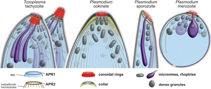 https://cdn.ncbi.nlm.nih.gov/pmc/blobs/642a/7951837/27d15caa410e/pbio.3001081.g011.jpg
