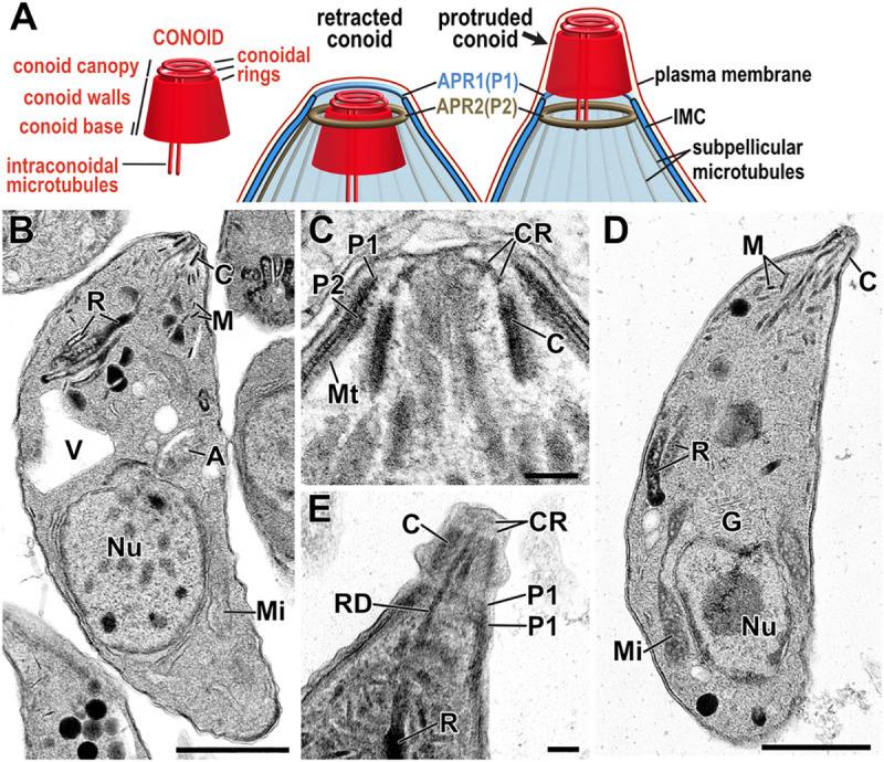 https://cdn.ncbi.nlm.nih.gov/pmc/blobs/642a/7951837/32f51c8ab716/pbio.3001081.g001.jpg