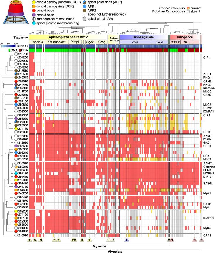 https://cdn.ncbi.nlm.nih.gov/pmc/blobs/642a/7951837/50d6695335e9/pbio.3001081.g006.jpg