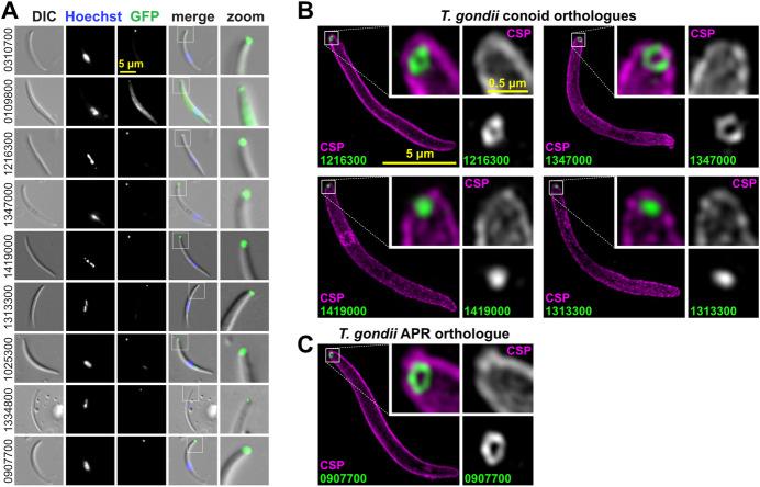 https://cdn.ncbi.nlm.nih.gov/pmc/blobs/642a/7951837/7d6de43bf4d7/pbio.3001081.g009.jpg