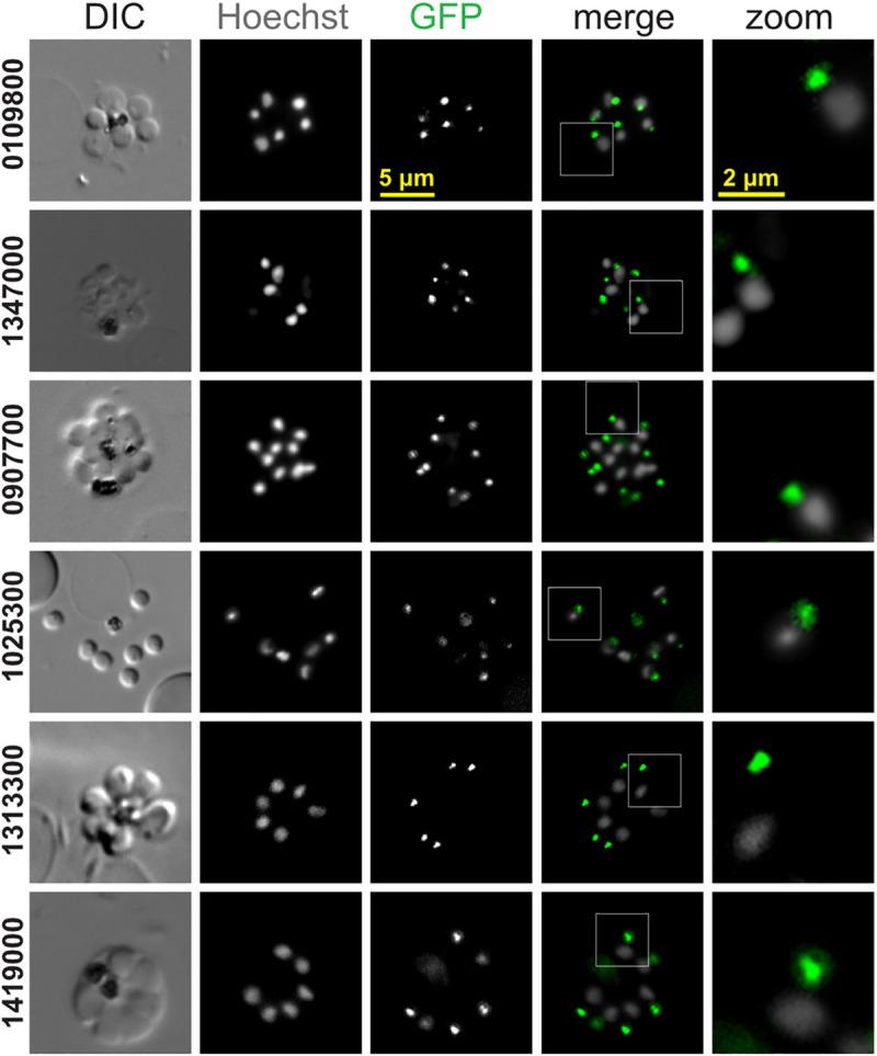 https://cdn.ncbi.nlm.nih.gov/pmc/blobs/642a/7951837/8f1092f58679/pbio.3001081.g010.jpg