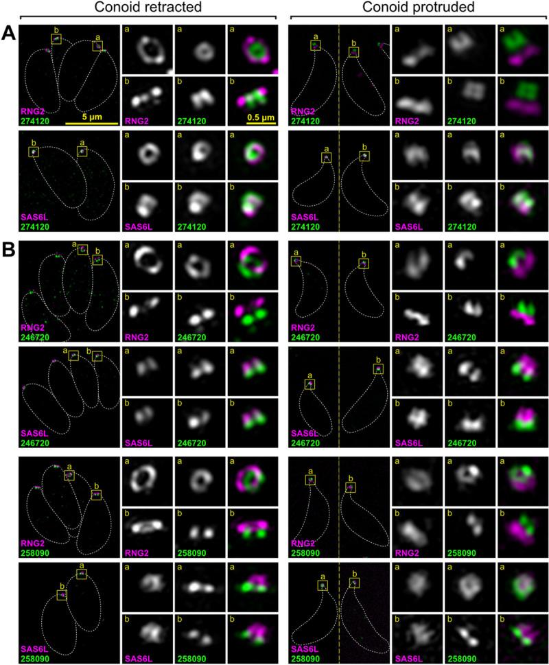 https://cdn.ncbi.nlm.nih.gov/pmc/blobs/642a/7951837/ce7da935586f/pbio.3001081.g003.jpg