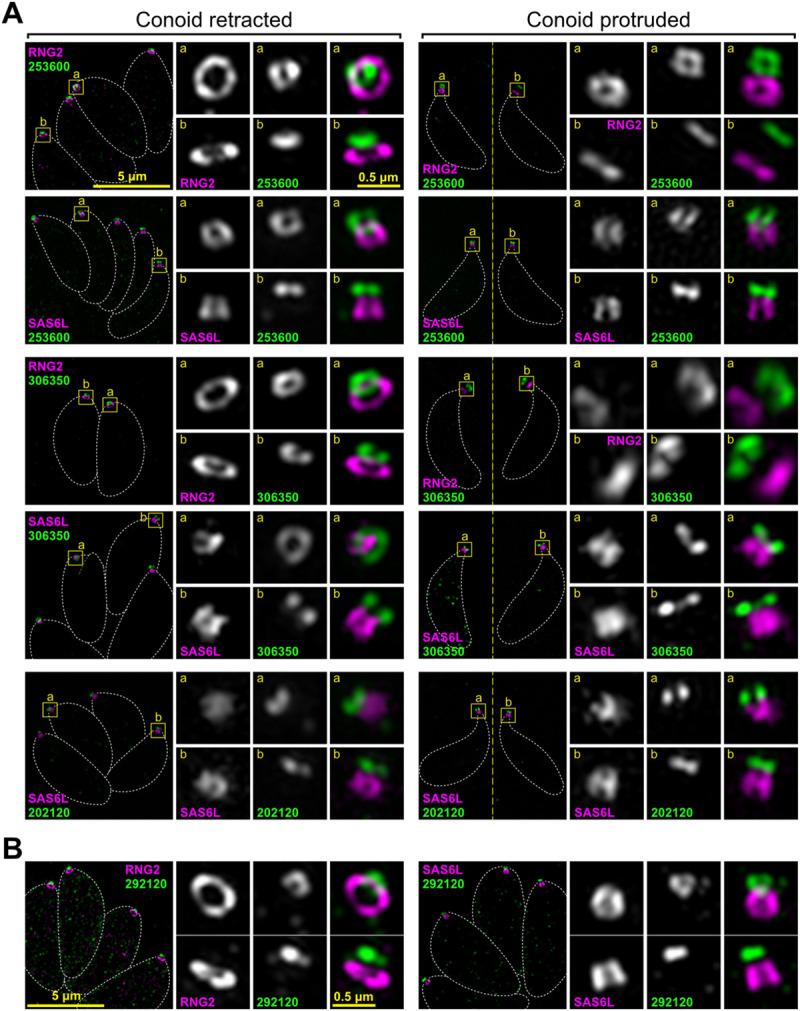 https://cdn.ncbi.nlm.nih.gov/pmc/blobs/642a/7951837/d3731513f97c/pbio.3001081.g004.jpg