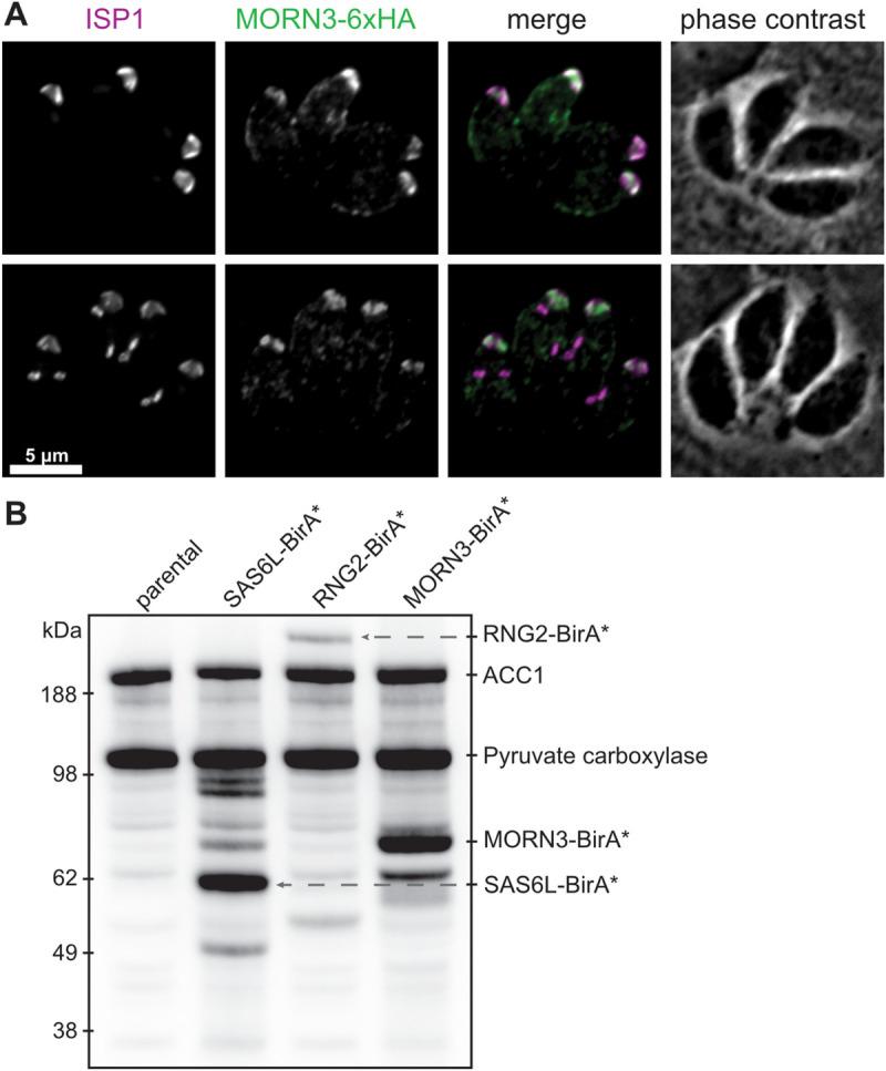 https://cdn.ncbi.nlm.nih.gov/pmc/blobs/642a/7951837/db39815e504e/pbio.3001081.g002.jpg