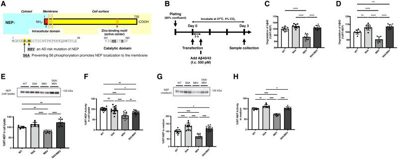 https://cdn.ncbi.nlm.nih.gov/pmc/blobs/6430/12139590/0670e57439e8/jneuro-45-e2152242025-g005.jpg