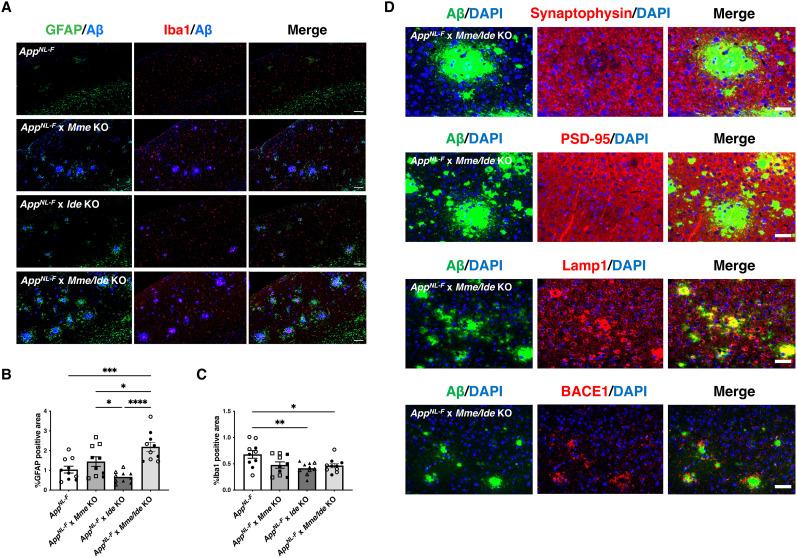 https://cdn.ncbi.nlm.nih.gov/pmc/blobs/6430/12139590/2e4929eb1201/jneuro-45-e2152242025-g004.jpg