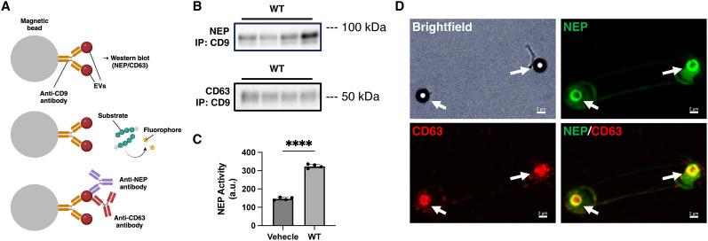 https://cdn.ncbi.nlm.nih.gov/pmc/blobs/6430/12139590/35b87e11fcd6/jneuro-45-e2152242025-g007.jpg