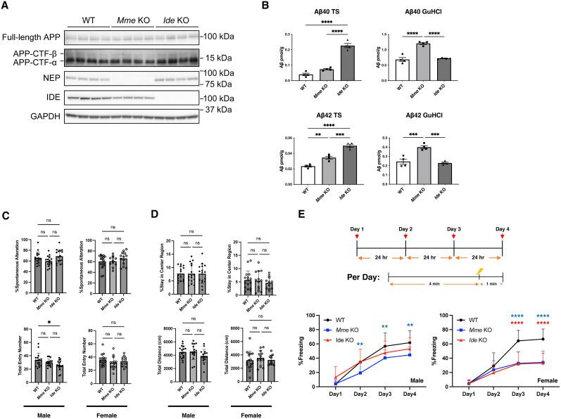 https://cdn.ncbi.nlm.nih.gov/pmc/blobs/6430/12139590/38446ea1721d/jneuro-45-e2152242025-g001.jpg