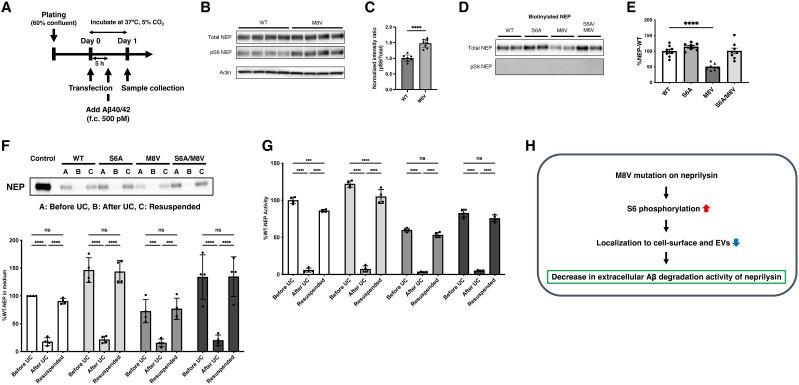 https://cdn.ncbi.nlm.nih.gov/pmc/blobs/6430/12139590/74ca3e611d4d/jneuro-45-e2152242025-g006.jpg