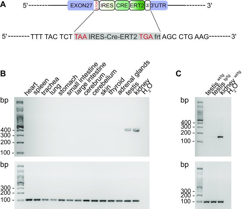 https://cdn.ncbi.nlm.nih.gov/pmc/blobs/6431/10085568/137d7272f877/ajprenal.00250.2022_f001.jpg