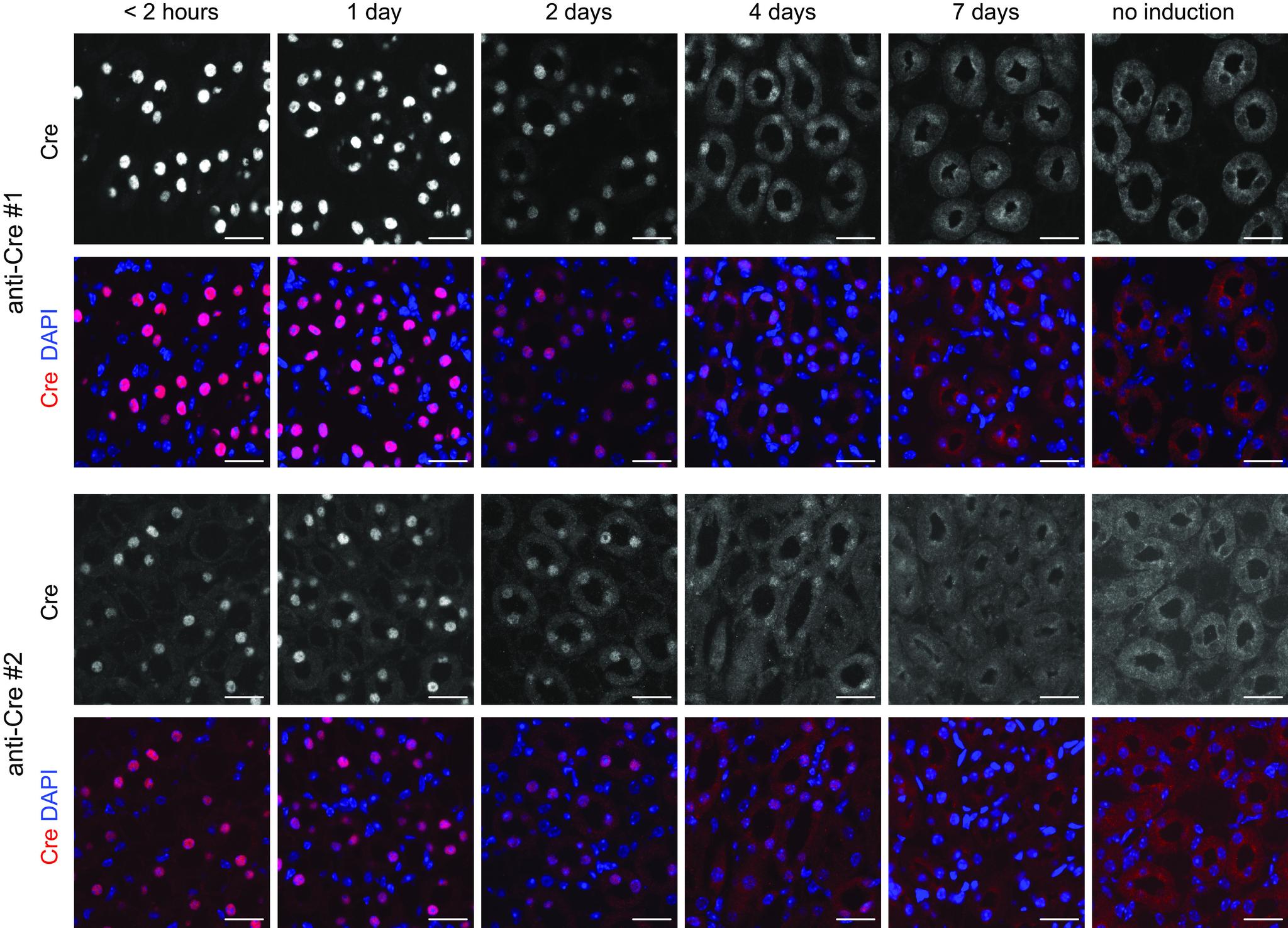 https://cdn.ncbi.nlm.nih.gov/pmc/blobs/6431/10085568/51dafdfda8b0/ajprenal.00250.2022_f002.jpg