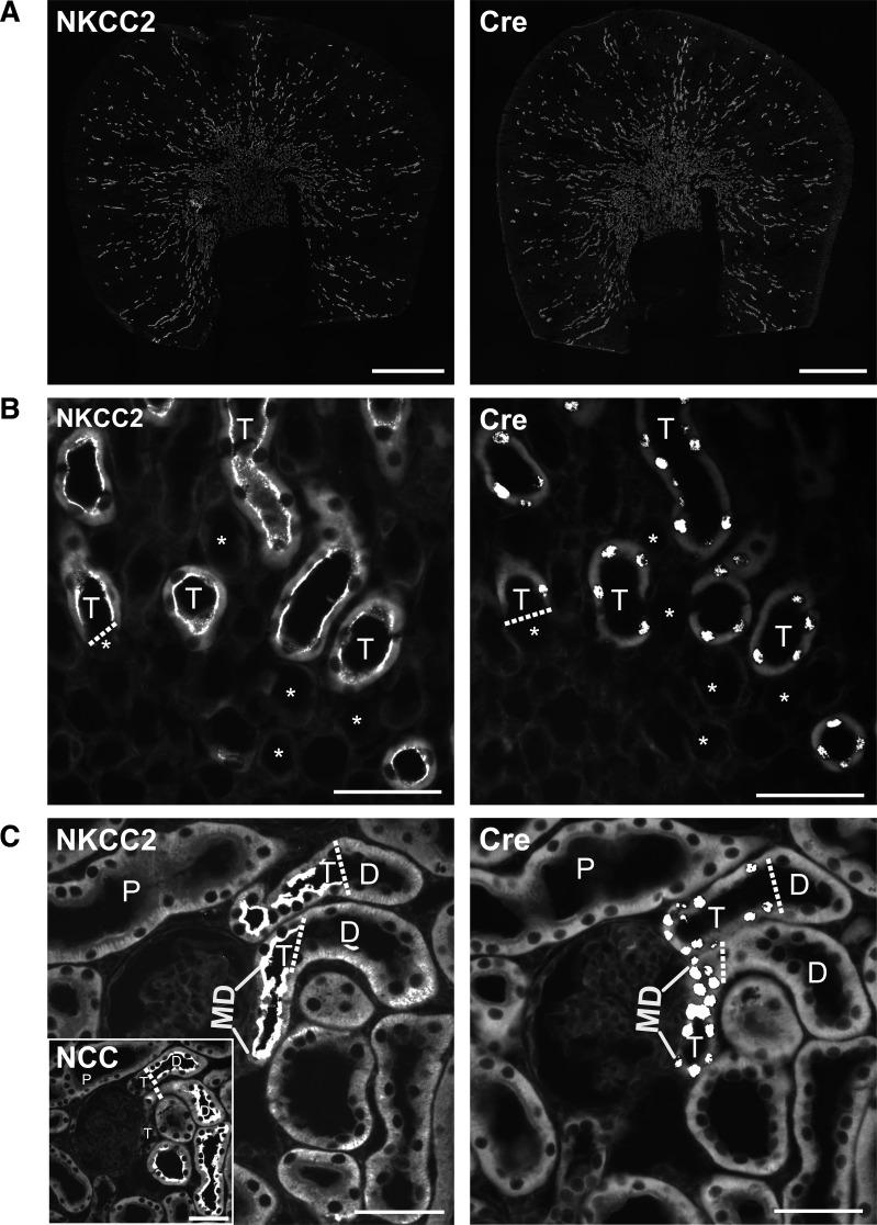 https://cdn.ncbi.nlm.nih.gov/pmc/blobs/6431/10085568/db5fa655e6ba/ajprenal.00250.2022_f003.jpg