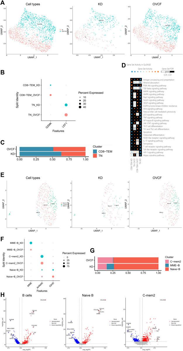 https://cdn.ncbi.nlm.nih.gov/pmc/blobs/6433/10755405/8a4781643fc5/fcell-11-1276098-g005.jpg