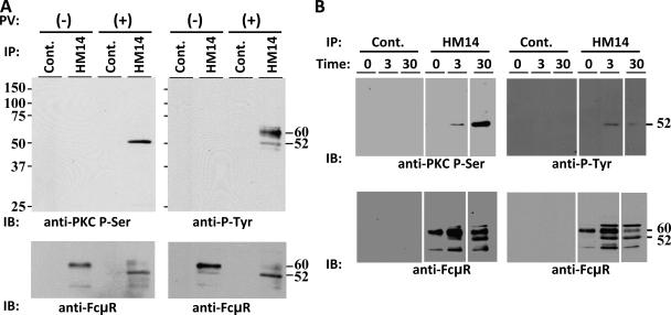 https://cdn.ncbi.nlm.nih.gov/pmc/blobs/6434/2806608/40dd704eba28/JEM_20091107_GS_Fig5.jpg