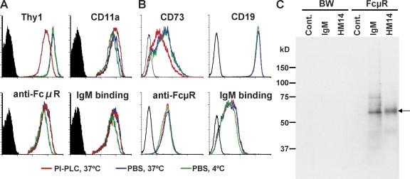 https://cdn.ncbi.nlm.nih.gov/pmc/blobs/6434/2806608/41af56935b3c/JEM_20091107_RGB_Fig7.jpg