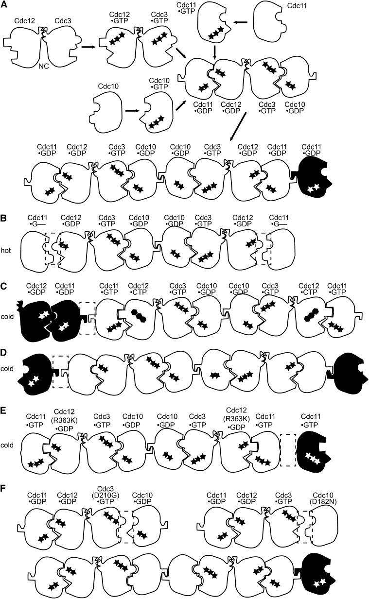 https://cdn.ncbi.nlm.nih.gov/pmc/blobs/6437/3948802/f57fd83def24/711fig7.jpg