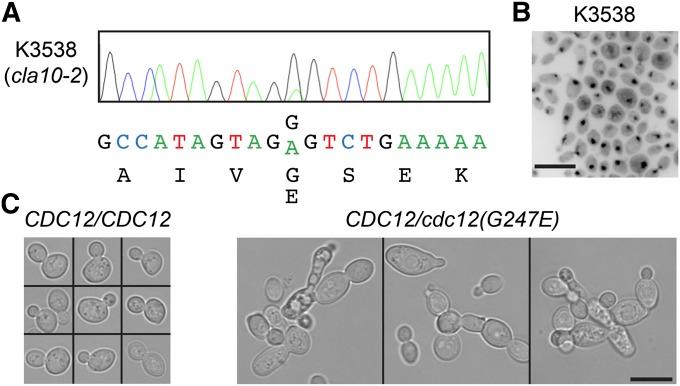 https://cdn.ncbi.nlm.nih.gov/pmc/blobs/6437/3948802/fc95119a409f/711fig4.jpg