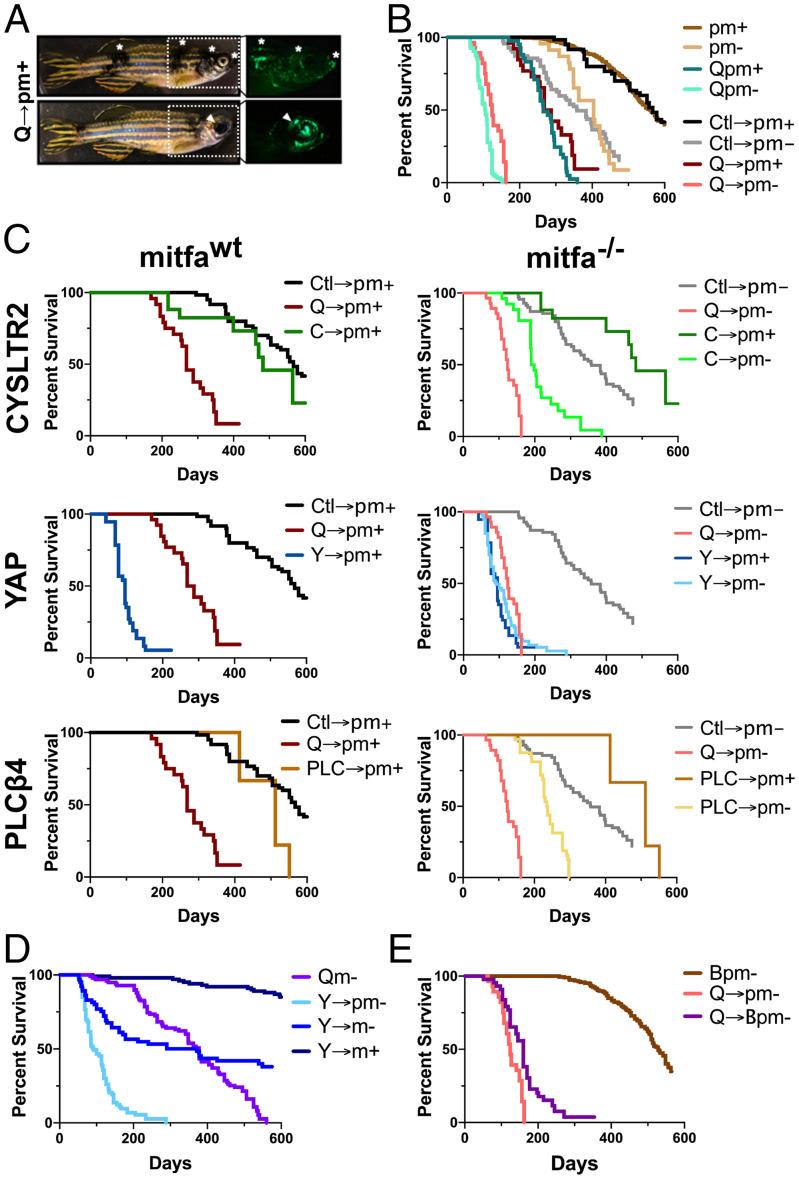 https://cdn.ncbi.nlm.nih.gov/pmc/blobs/6437/9172632/364b0b302d0d/pnas.2107006119fig03.jpg