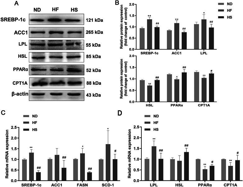 https://cdn.ncbi.nlm.nih.gov/pmc/blobs/6438/12013139/fe68ddd1eda7/IANN_A_2479585_F0002_B.jpg