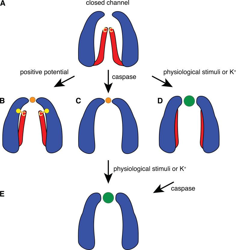 https://cdn.ncbi.nlm.nih.gov/pmc/blobs/643b/8042604/1484f73cb624/JGP_202012754_Fig5.jpg