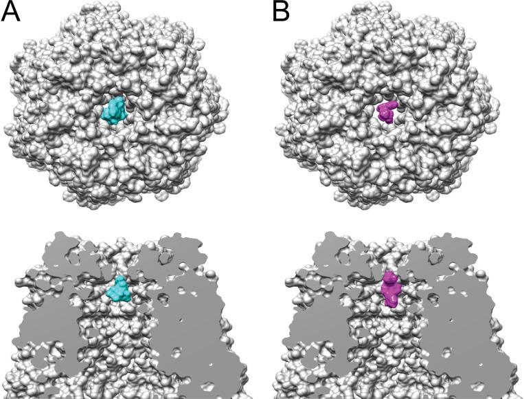 https://cdn.ncbi.nlm.nih.gov/pmc/blobs/643b/8042604/a54d820e64a8/JGP_202012754_Fig4.jpg
