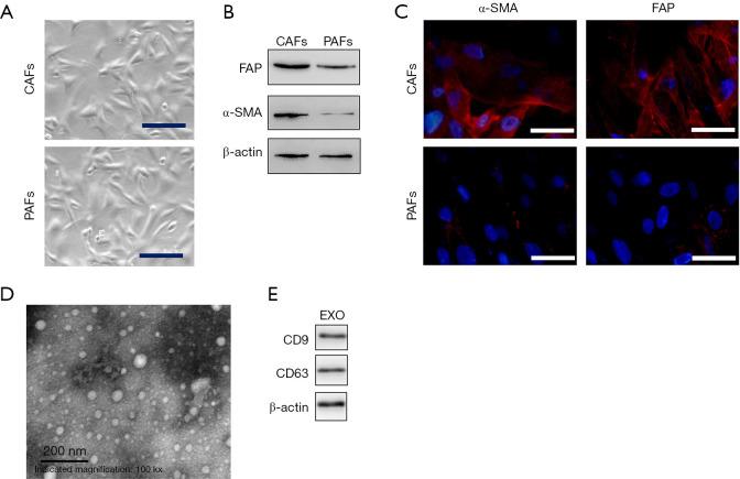 https://cdn.ncbi.nlm.nih.gov/pmc/blobs/643d/8797999/9720f59aff14/tcr-09-04-2576-f1.jpg